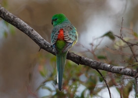 RED RUMPED PARROT